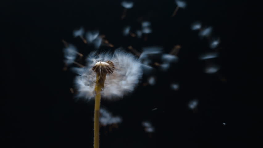 Header of scatter