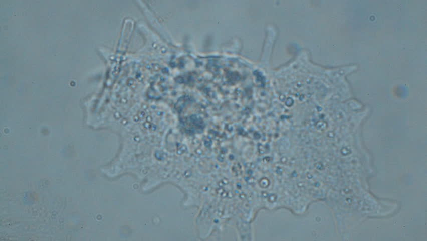 Header of Amoeba