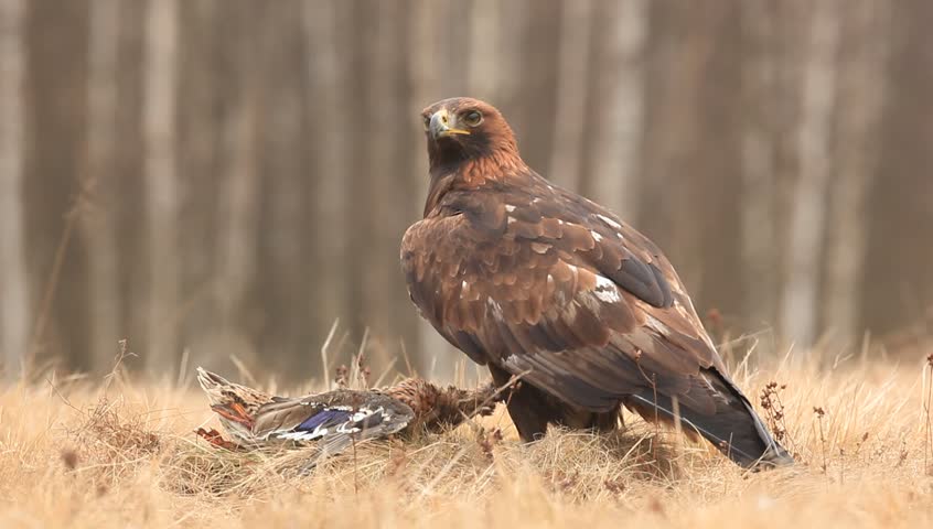 Eagle In The Nature Forest Stock Footage Video 100 Royalty Free 18040459 Shutterstock