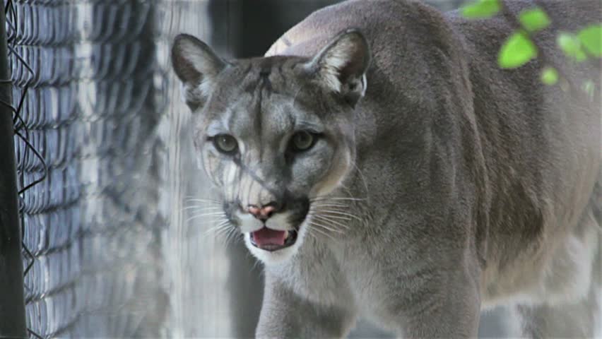 what eats a puma