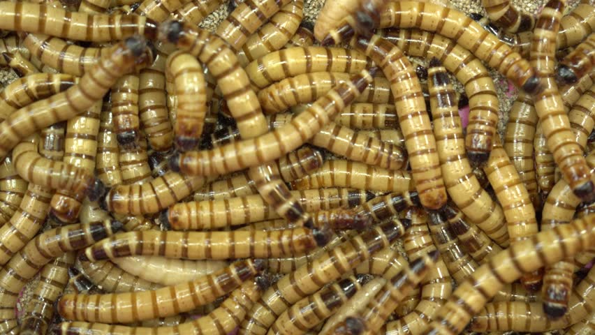 Header of mealworm