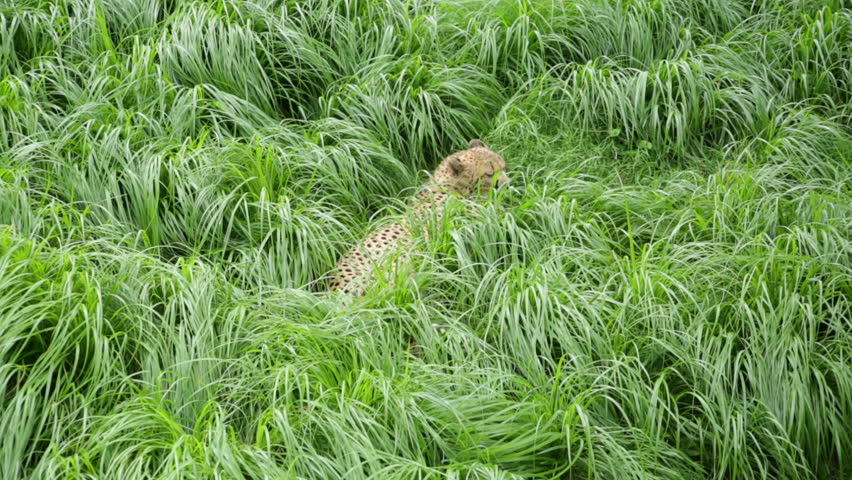 running-cheetah-on-the-african-plains-image-free-stock-photo-public