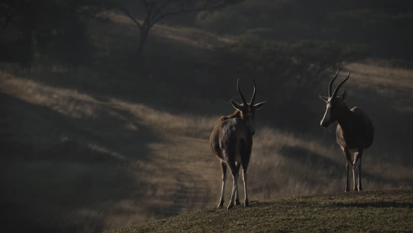 Header of blesbok