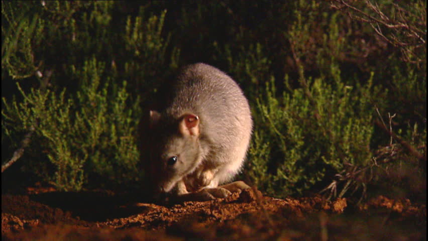 Header of wallaby