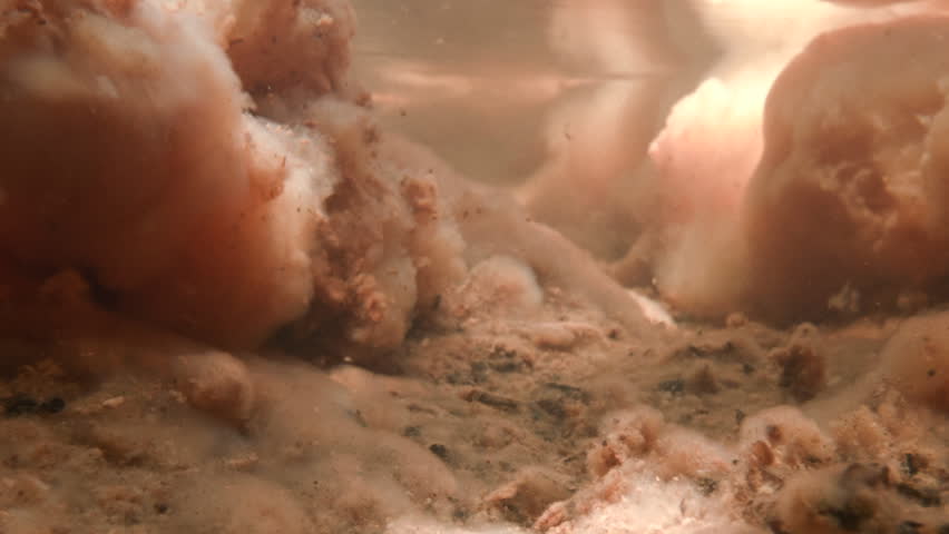 Header of gelatinous