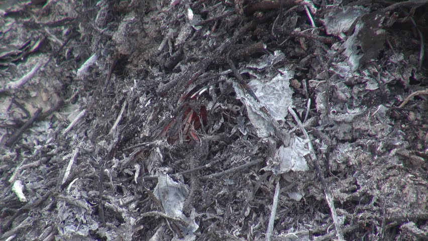 Closeup Of Wood Ash Burning In Fireplace Vegetation Disaster