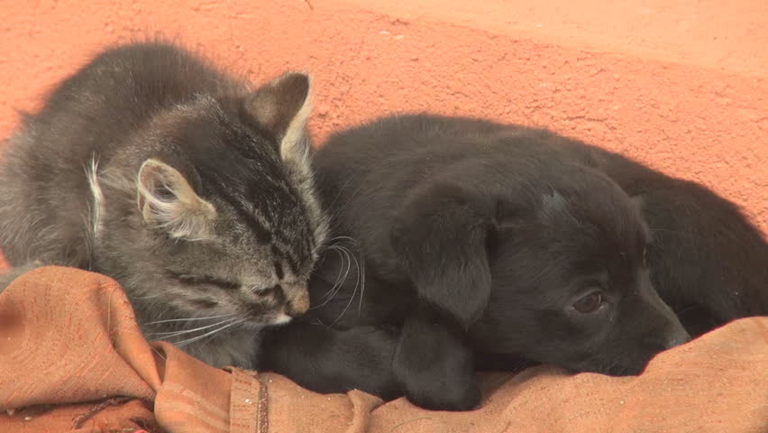 Hd00 29adorable Animal Freeze Baby Dog And Cat Heat Body In Adorable Animal Freeze Baby Dog And Cat Heat Body In Cold Day Abandoned Cute Pet