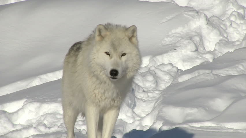 Авангард арктические волки. Arctic Wolf таблетки. Препарат Арктический волк. Арктический волк таблетки. Полярный волк сохры.