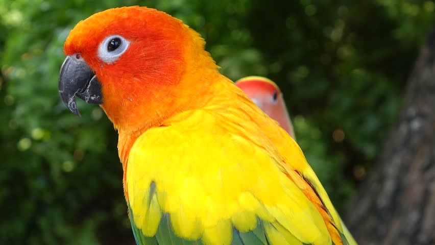 Bird Of Tropical Rainforest Large Green Parrot With Orange Beak Feeds ...