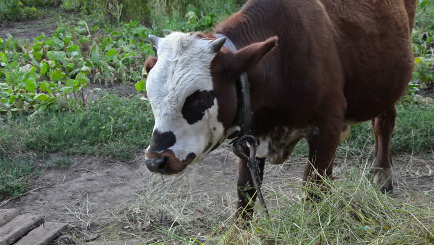 raising bulls for breeding