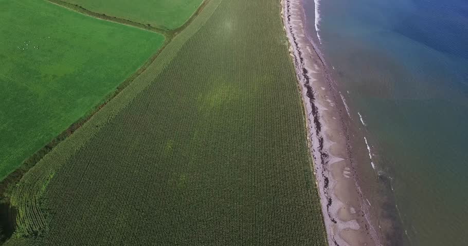 Countryside field on the side of the beach in Garryvoe, east Cork, Ireland. Beautiful clear water, some seaweed brought by the tide. Cattle appearing by the end of the clip.
