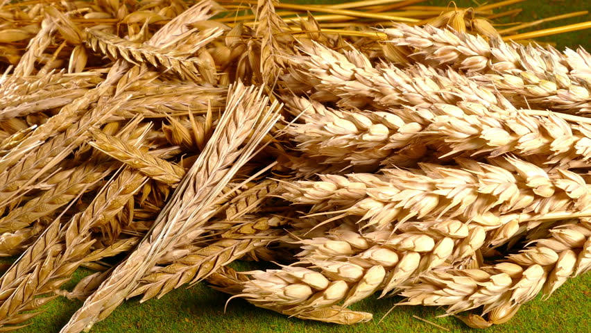 Зерна пшеницы и овса. Пшеница рожь ячмень овес. Колос пшеницы ячменя и ржи. Рожь ячмень овес. Колоски пшеницы ржи овса.