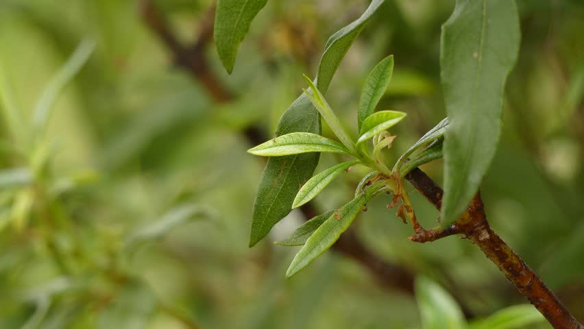 Header of labdanum
