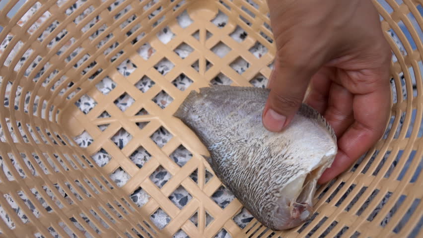 Header of gourami