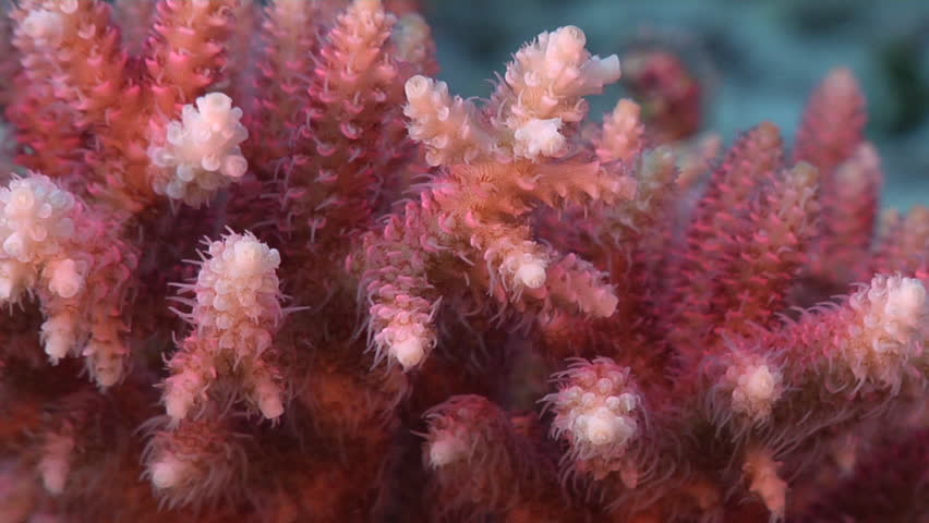 Header of Acropora anthocercis