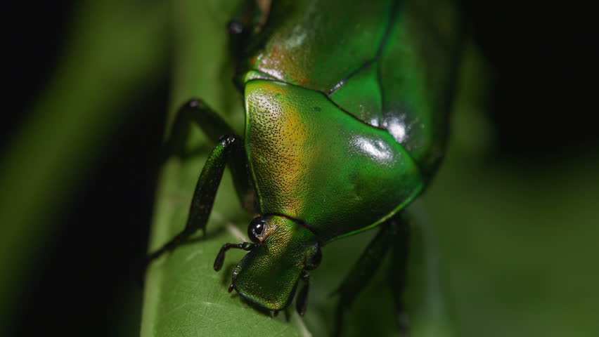 Header of unicolor
