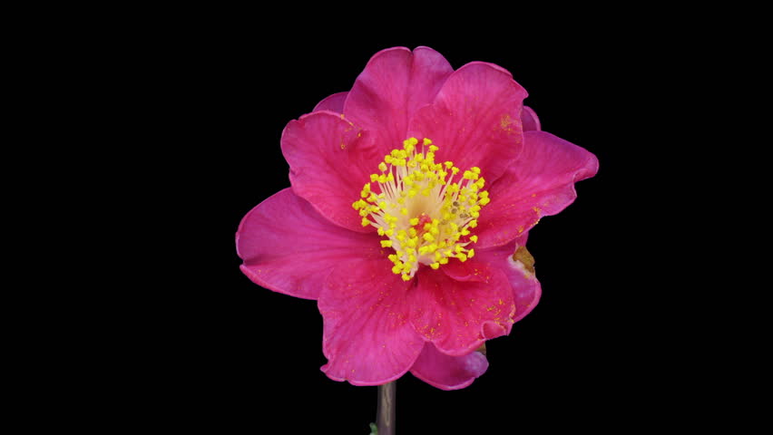 Timelapse Of Pink Peony Flower Blooming On Black Background Stock Timelapse Of Pink Peony Flower Blooming On Black Background Stock