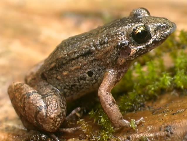 Header of Adenomera andreae