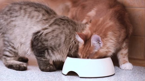 Kittens Run To Food And Stock Footage Video 100 Royalty Free