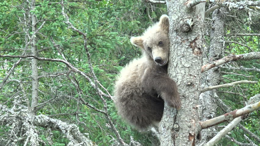 Header of Alaskan Brown Bear