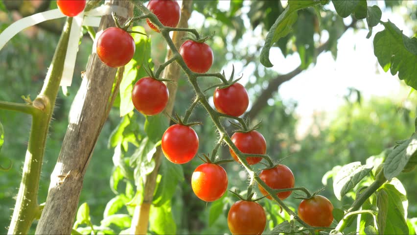 Gardener Picking Tomato In Vegetable Stock Footage 100 Browse Categories