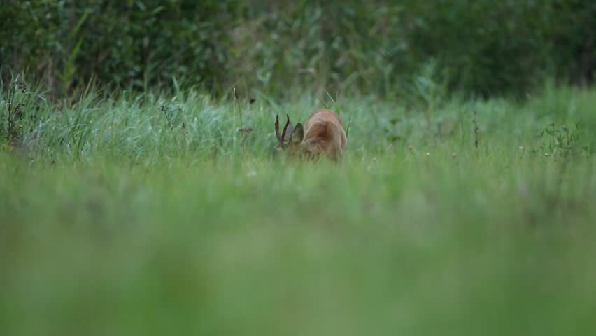 Header of roebuck