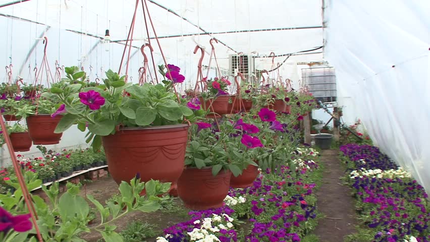Hanging Flower Pots In The Stock Footage Video 100 Royalty Free Browse Video Categories