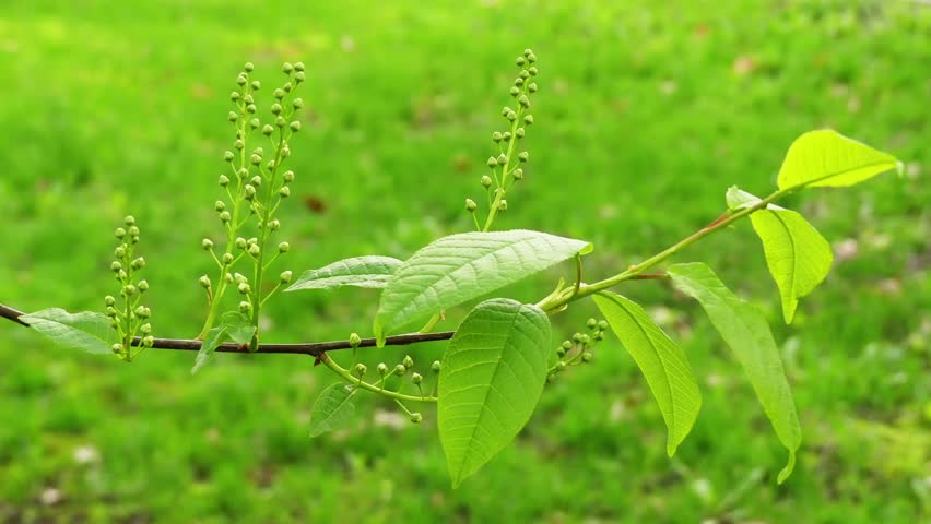 Header of hagberry