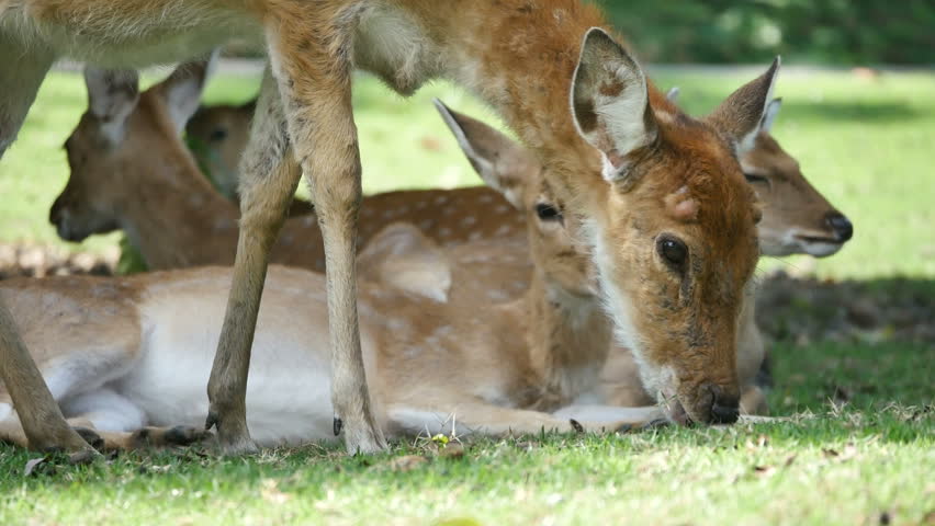 Header of chital