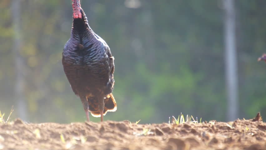 Header of gobble