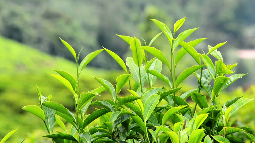 Tea Plants Close-up In Munnar Kerala India Stock Footage Video 3270848 ...