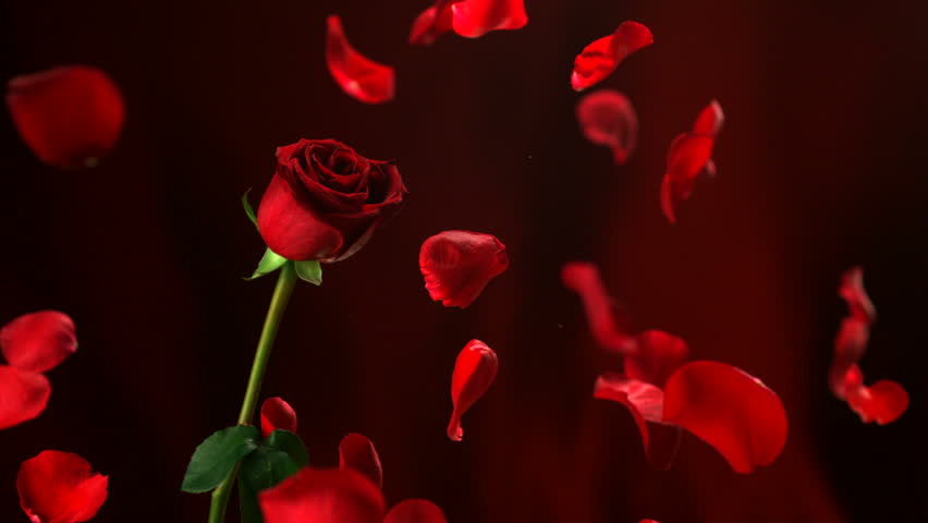 petal single women Petal dating signup free and meet 1000s of local women and men in petal, mississippi looking to hookup on bookofmatchescom. petal single women Petal dating signup free and meet 1000s of local women and men in petal, mississippi looking to hookup on bookofmatchescom.