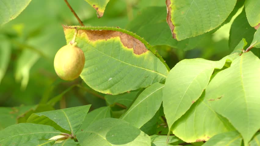 Header of Aesculus parviflora