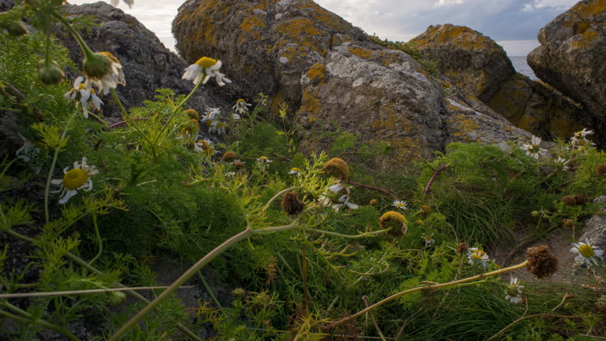 Header of Ayrshire