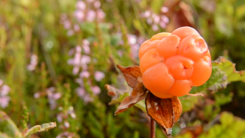 Header of Rubus