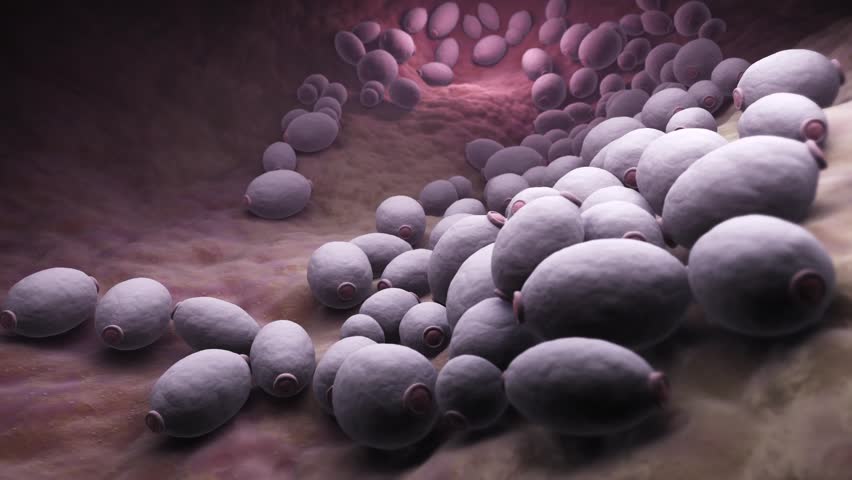 Header of candida