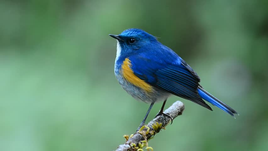 himalayan bluetail bird food