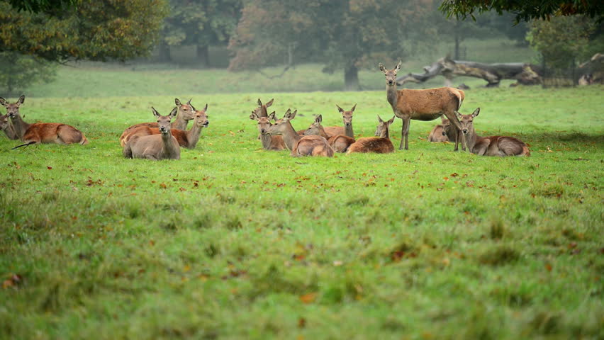 Large herd of Deer image - Free stock photo - Public Domain photo - CC0 ...