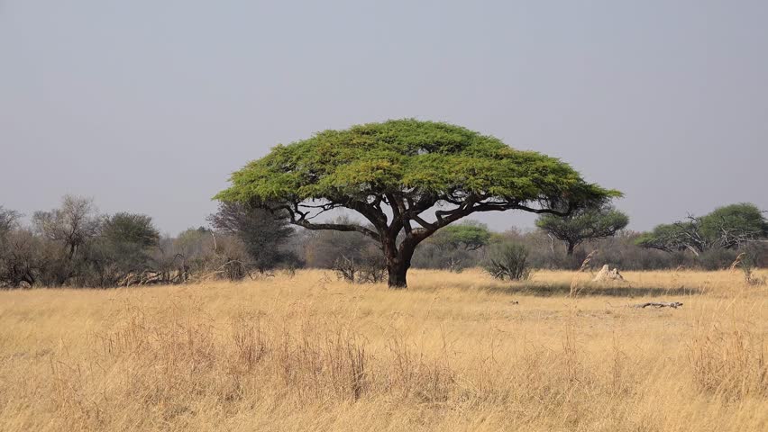 Acacia Trees Grown On The African Savannah. Stock Footage Video 1488334 ...