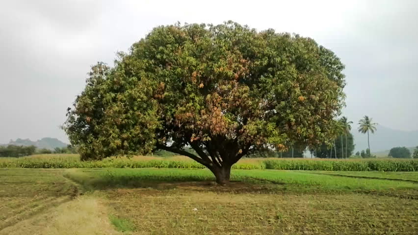 Lonely Spreading Tree Among Fields Stock Footage Video (100% Royalty ...