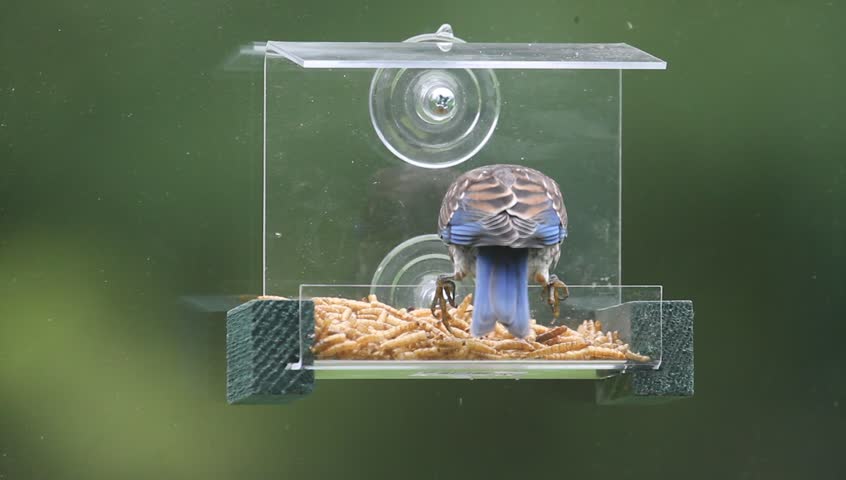 Juvenile Eastern Bluebird Sialia Sialis Stock Footage Video 100