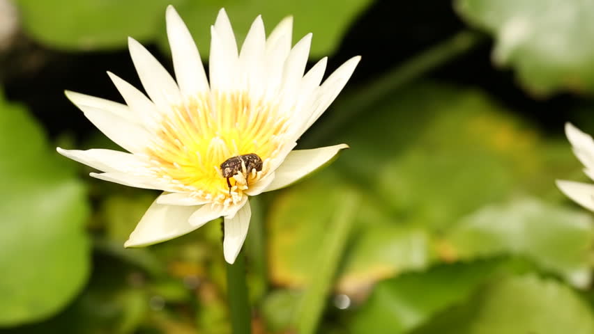 Bee with white water lilly image - Free stock photo - Public Domain ...