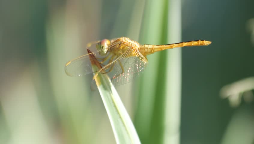 Stock video of yellow dragonfly perched on a blade | 2217109 | Shutterstock
