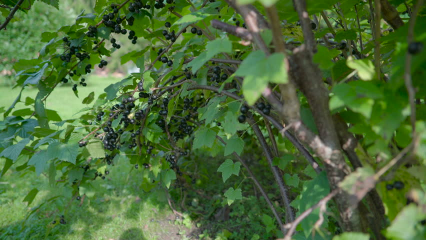 Purple Berry Tree - The Home Garden