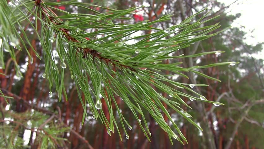 A Branch of a Pine Stock Footage Video (100% Royalty-free) 22263589