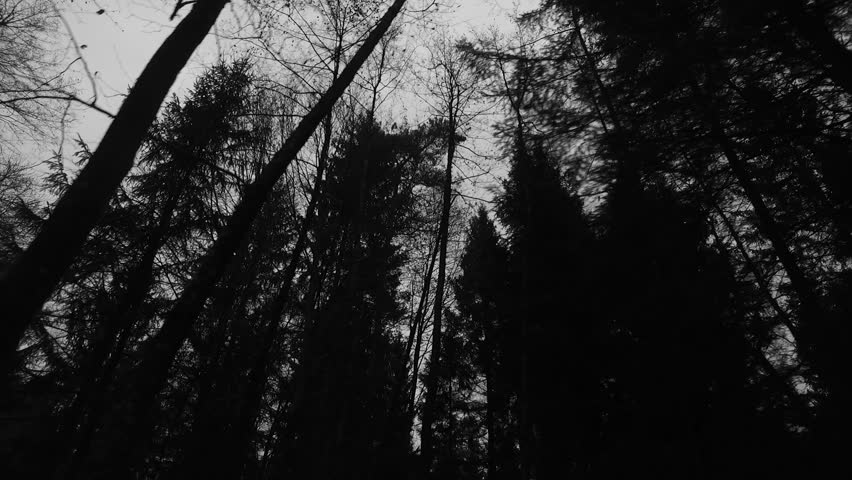 Dark Tree Crowns In The Forest From The Ground. Stock Footage Video ...