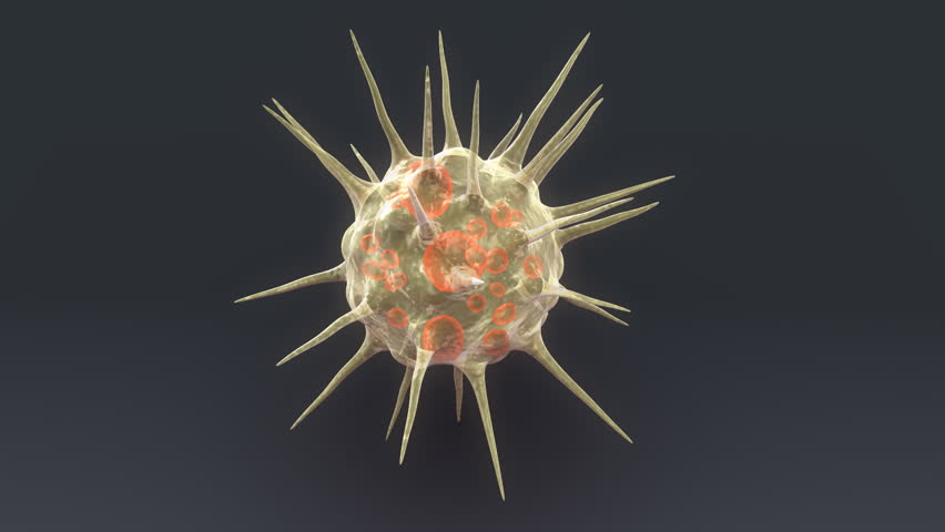 Header of Actinophrys