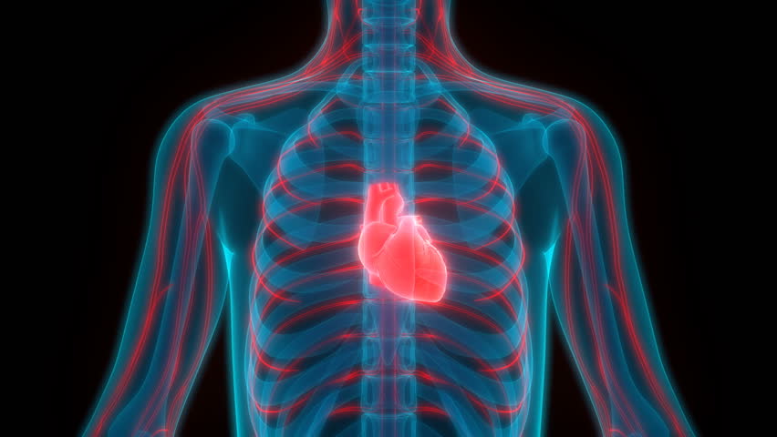 Abnormal Rapid Human Heart Beat Tachycardia Arrhythmia In Transparent