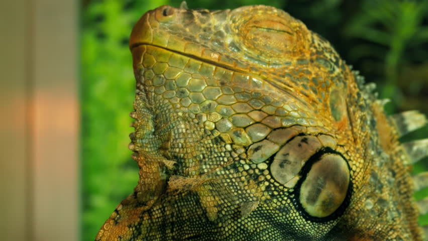 Green Iguana Sleeping With Closed Stock Footage Video 100