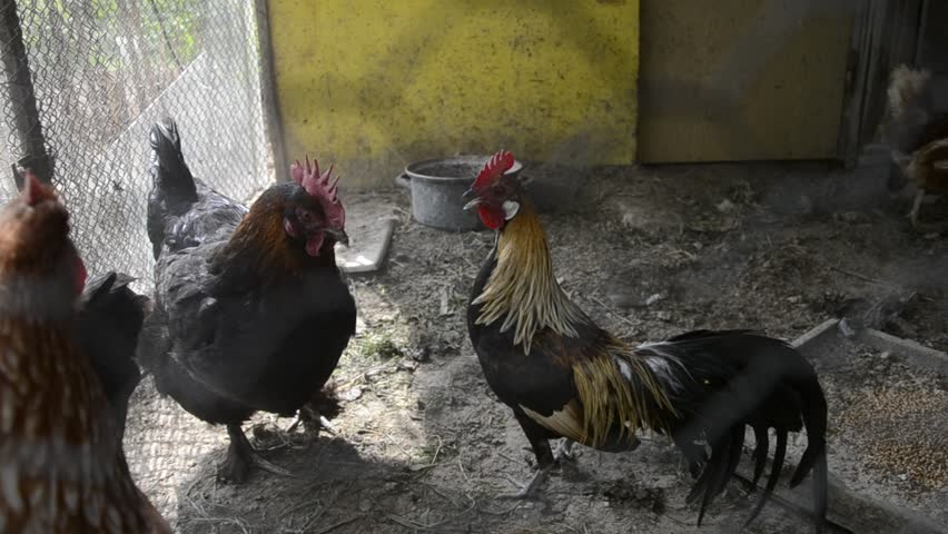 Caged Rooster And Hens In Stock Footage Video 100 Royalty Free 22771249 Shutterstock